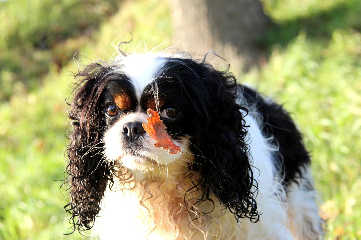 Cavalier king charles spaniel Bergkamp - Himmelhund billede 4