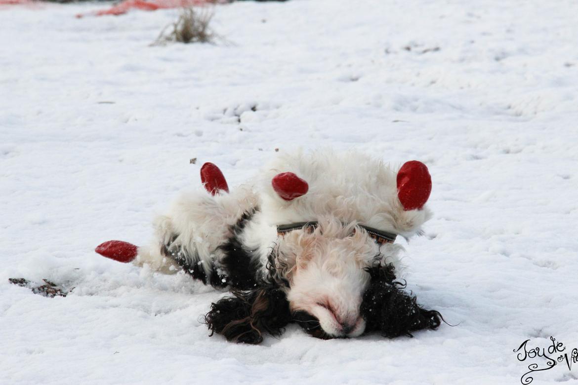 Cavalier king charles spaniel Bergkamp - Himmelhund billede 2
