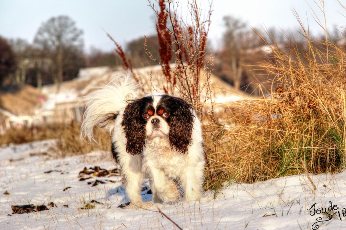 Cavalier king charles spaniel Bergkamp - Himmelhund billede 3
