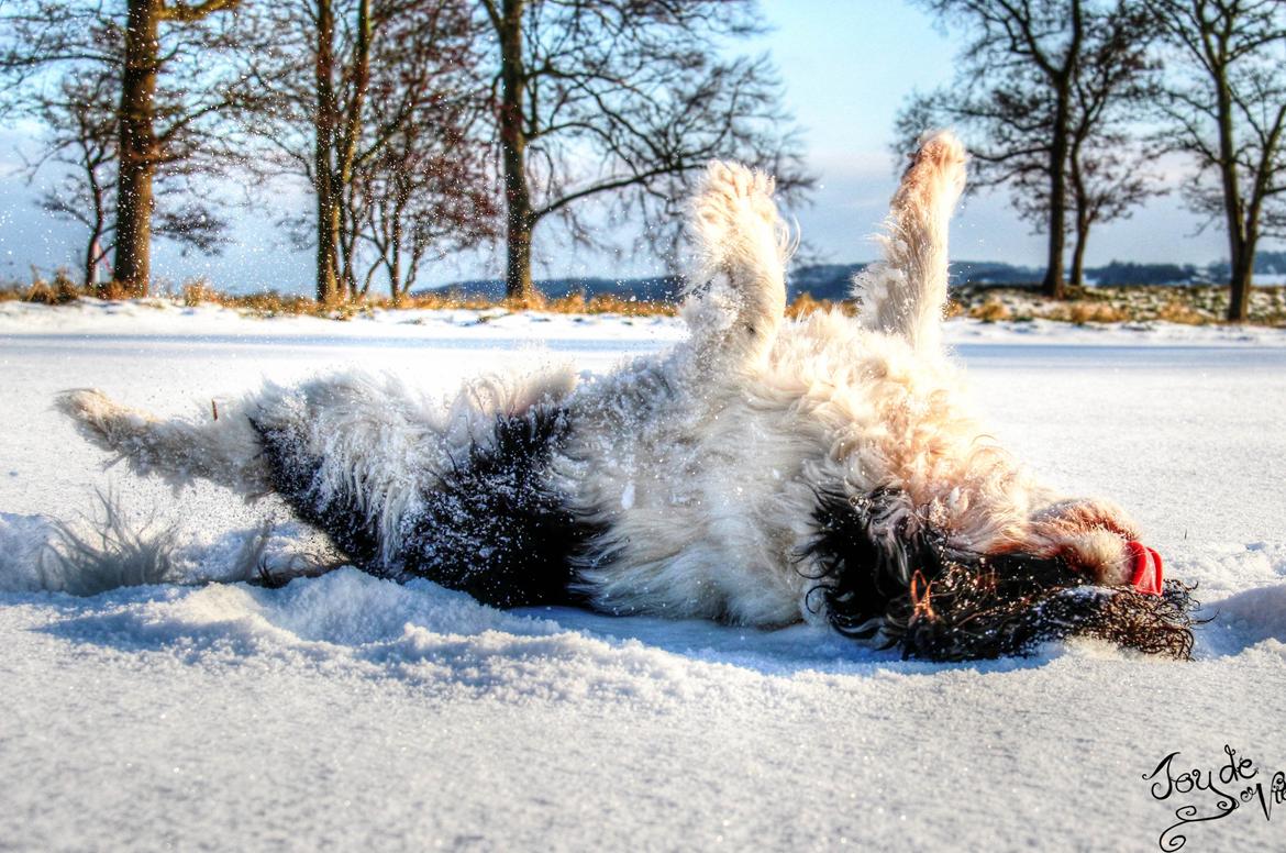Cavalier king charles spaniel Bergkamp - Himmelhund billede 6
