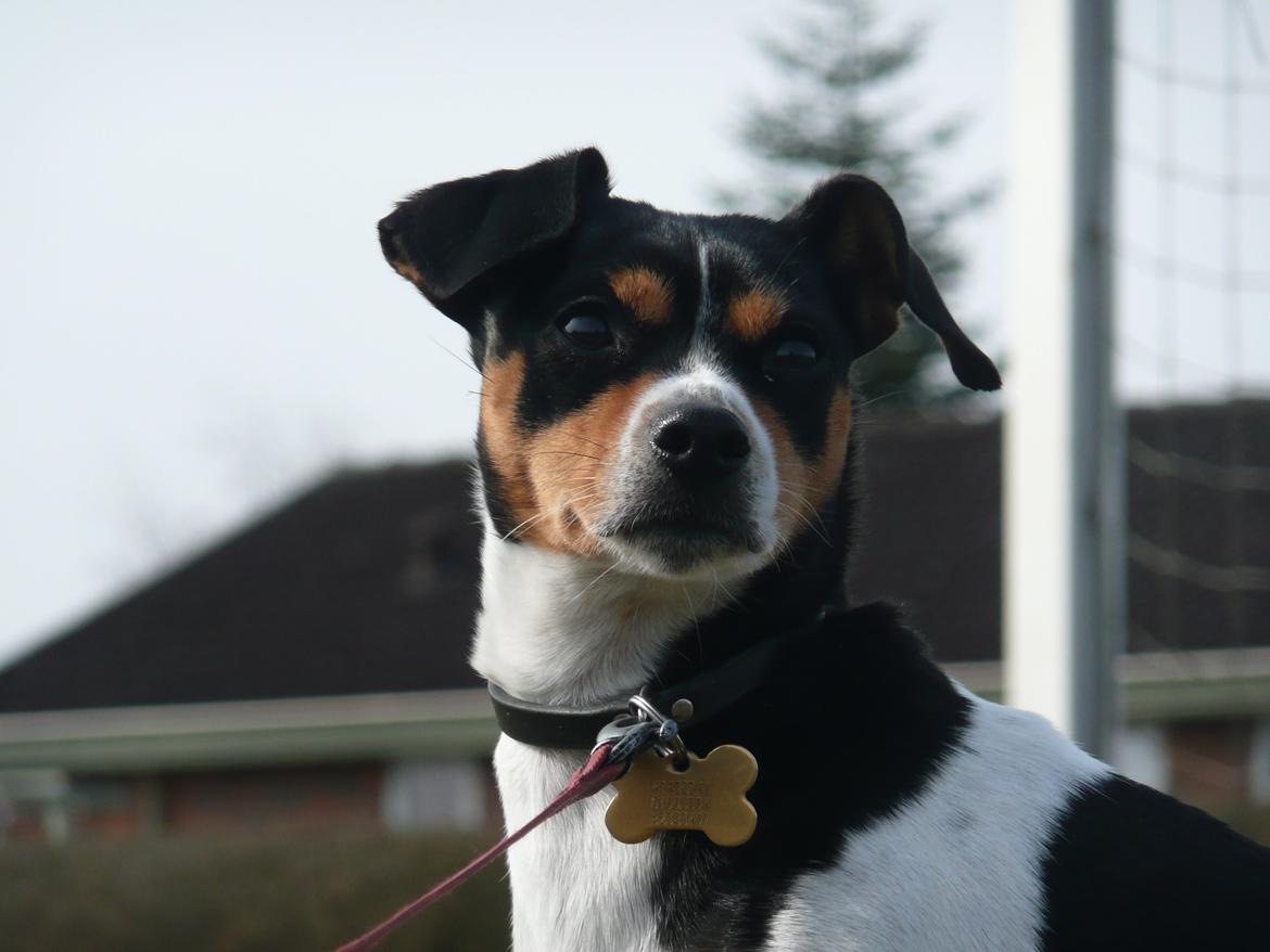 Dansk svensk gaardhund Freja billede 10