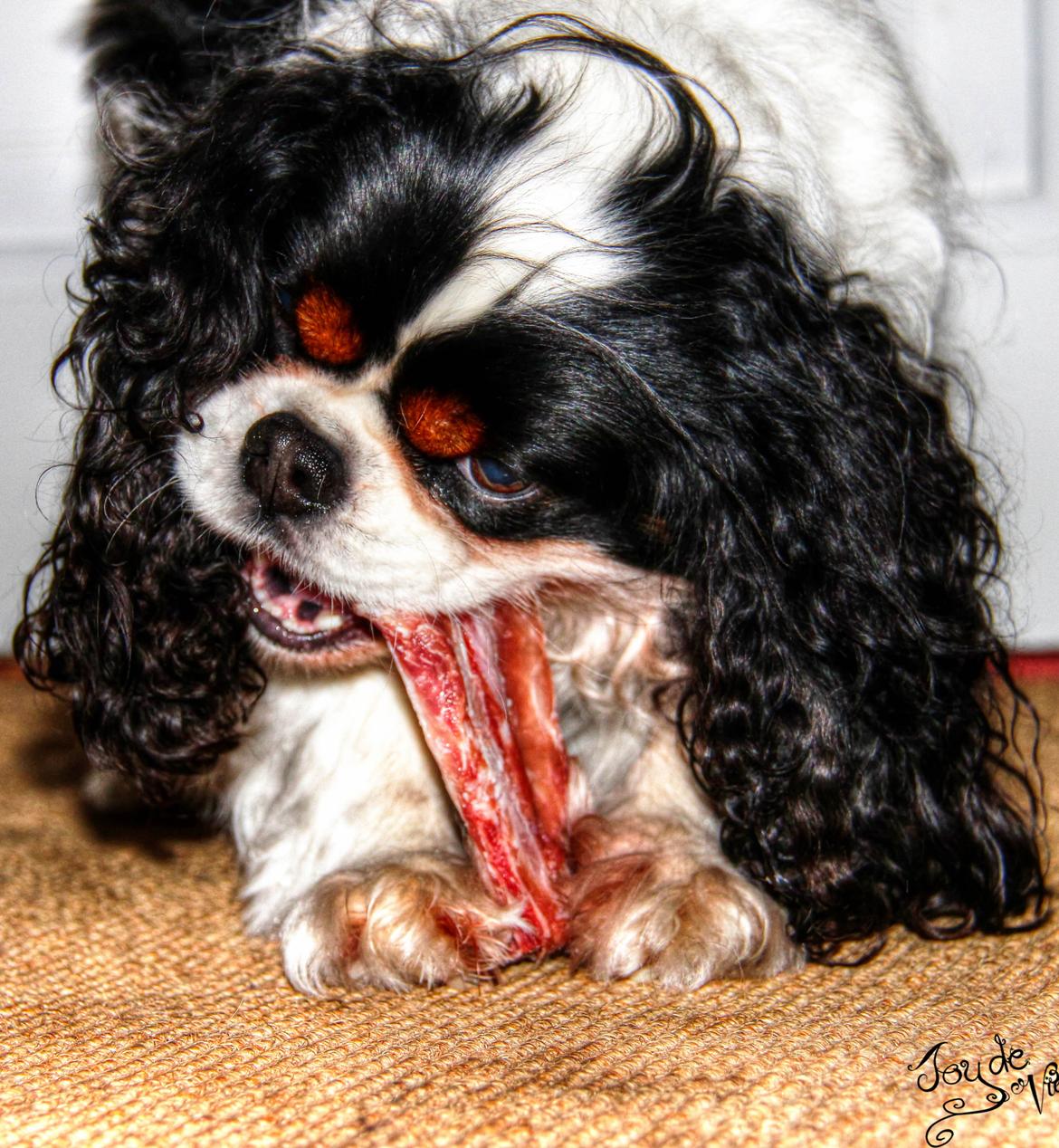 Cavalier king charles spaniel Bergkamp - Himmelhund billede 5