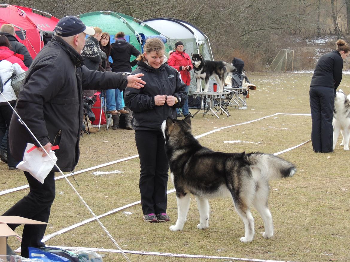 Alaskan malamute Coda billede 4