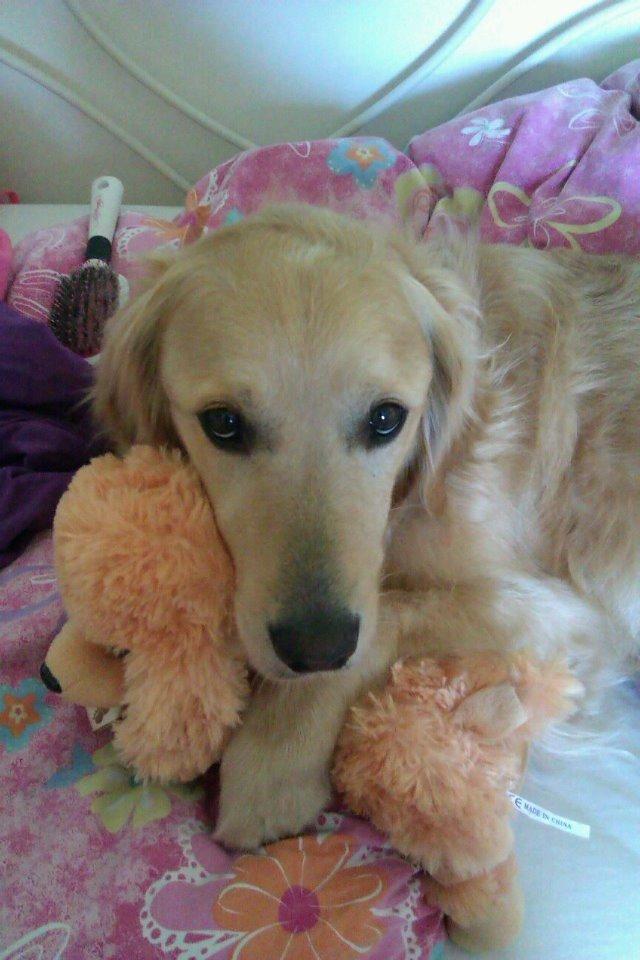 Golden retriever Koda billede 1