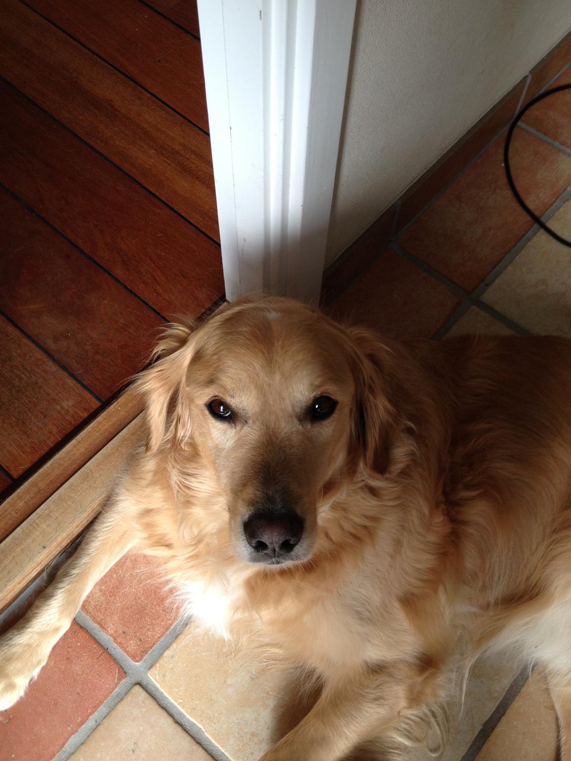 Golden retriever Koda billede 3