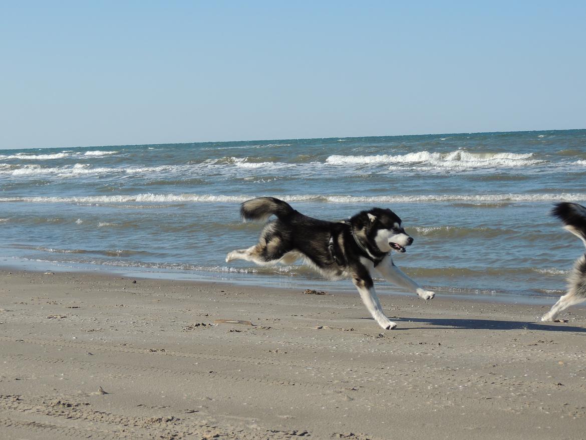 Alaskan malamute Coda billede 5
