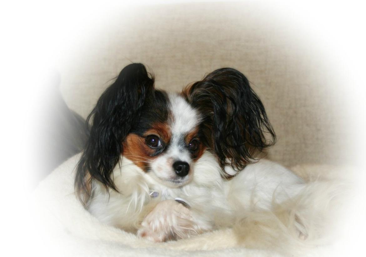 Papillon Koffee - Voksen billede 2