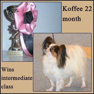 Papillon Koffee - Voksen.
Vinder mellemklassen. billede 3