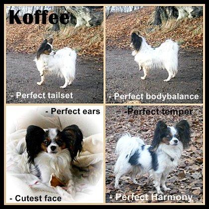Papillon Koffee - Voksen billede 4