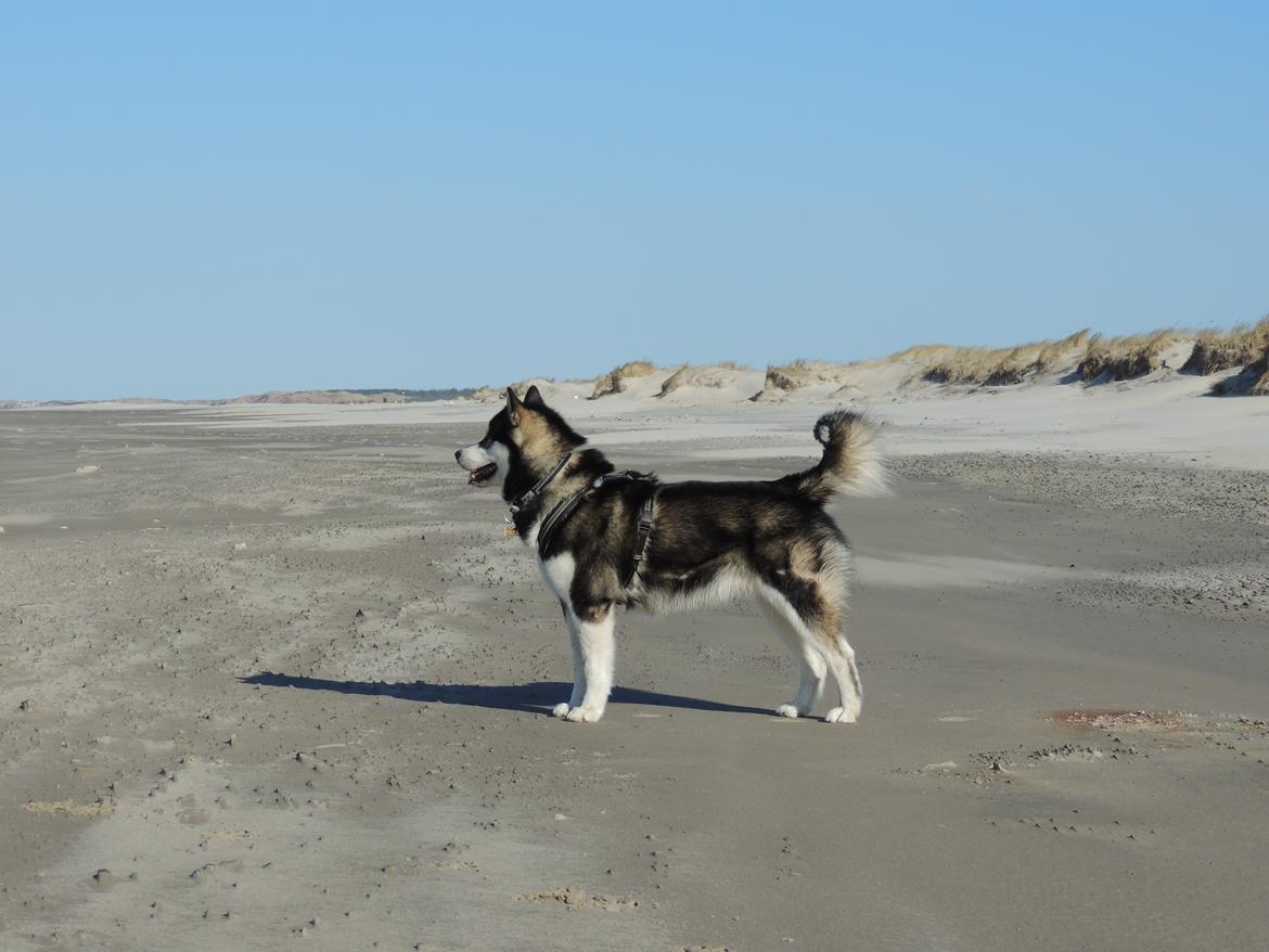 Alaskan malamute Coda billede 6