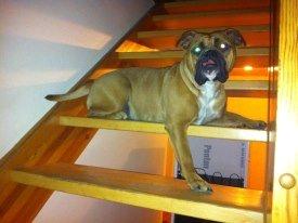 Olde english bulldogge Østergaards Oliva/Cherie billede 8