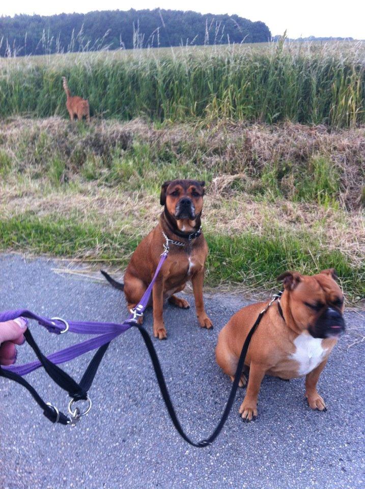 Olde english bulldogge Østergaards Oliva/Cherie billede 10