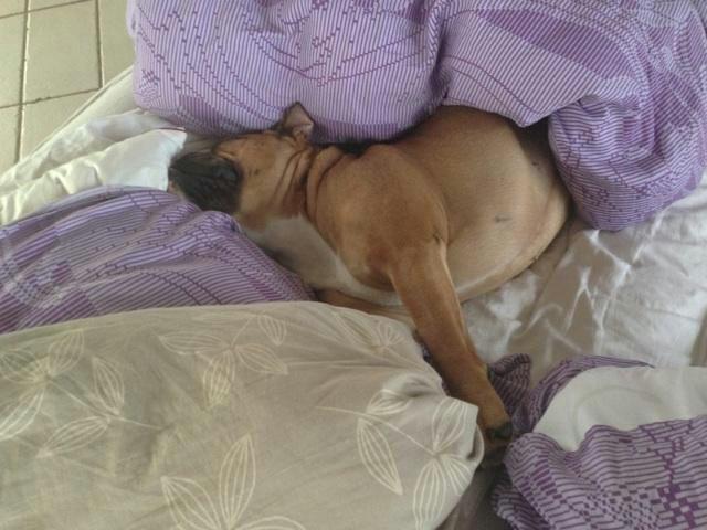 Olde english bulldogge Østergaards Oliva/Cherie billede 11