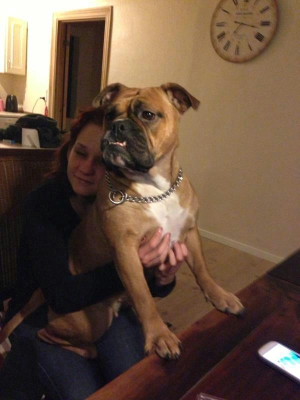 Olde english bulldogge Østergaards Oliva/Cherie billede 13