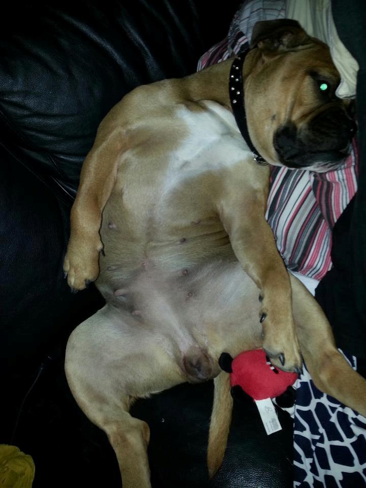 Olde english bulldogge Østergaards Oliva/Cherie billede 14
