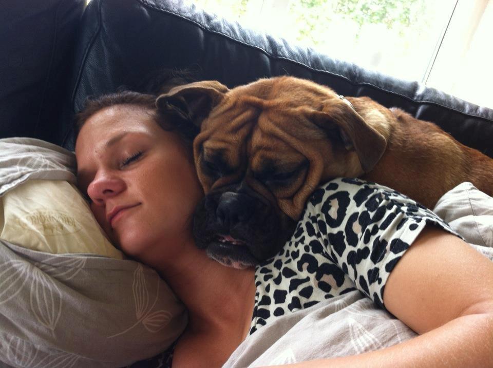 Olde english bulldogge Østergaards Oliva/Cherie billede 15