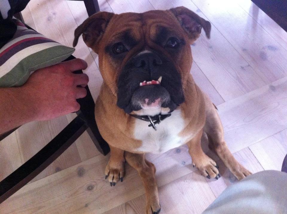 Olde english bulldogge Østergaards Oliva/Cherie billede 16