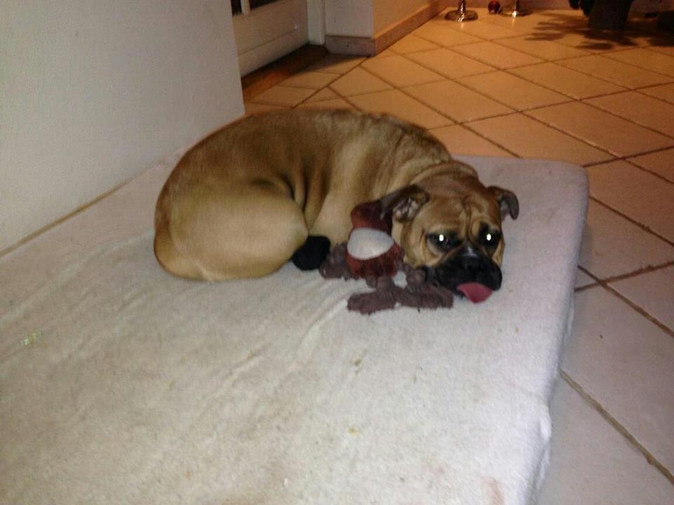 Olde english bulldogge Østergaards Oliva/Cherie billede 17