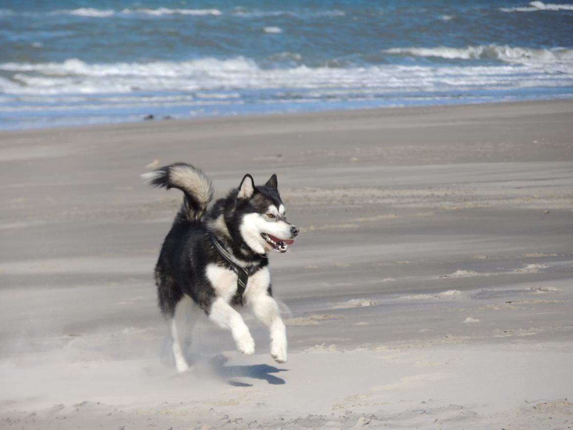 Alaskan malamute Coda billede 7