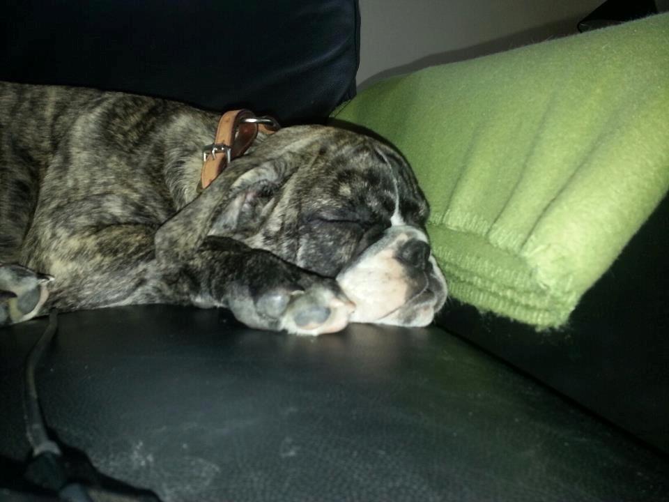 Olde english bulldogge Østergaards Albert billede 1