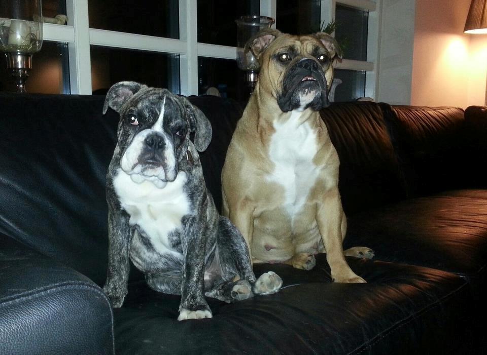 Olde english bulldogge Østergaards Albert billede 2