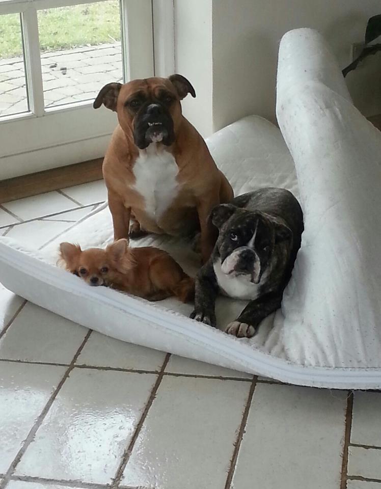 Olde english bulldogge Østergaards Albert billede 3