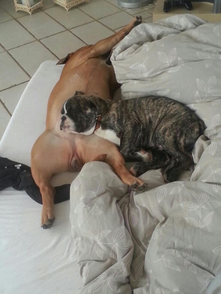 Olde english bulldogge Østergaards Albert billede 4