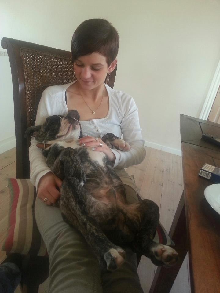 Olde english bulldogge Østergaards Albert billede 5