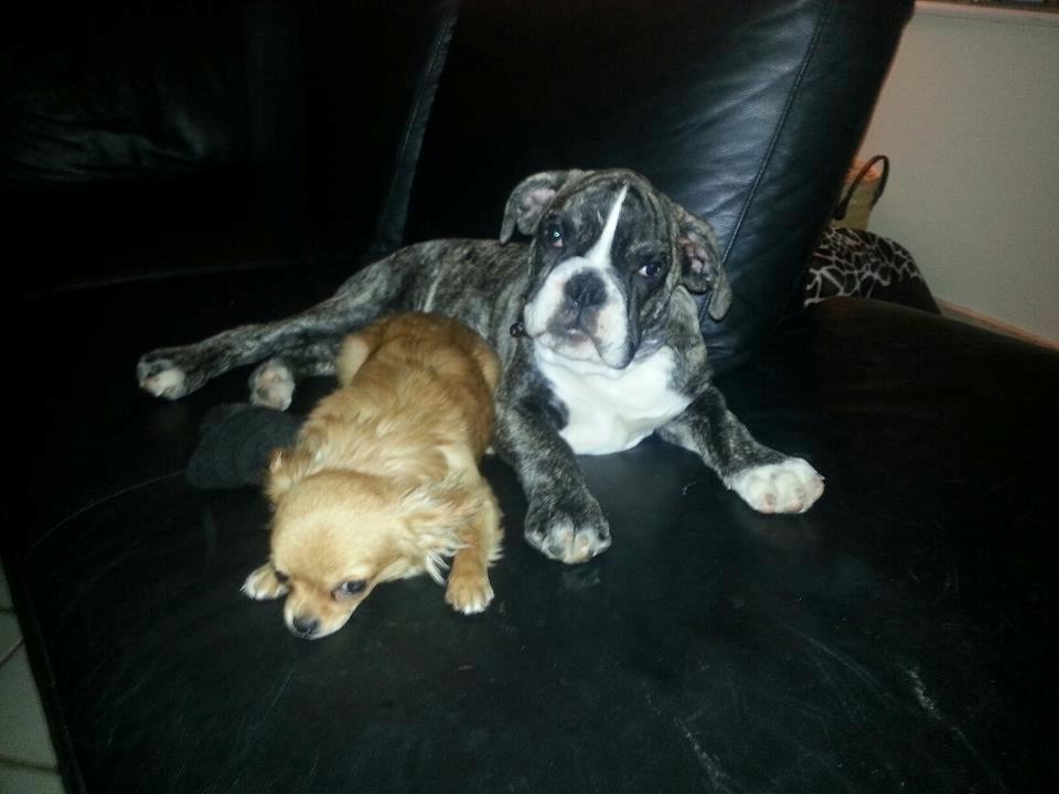 Olde english bulldogge Østergaards Albert billede 6