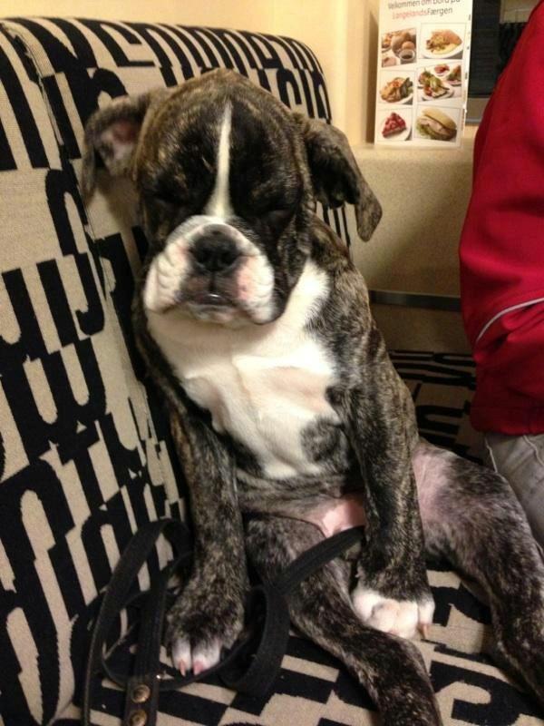 Olde english bulldogge Østergaards Albert billede 7