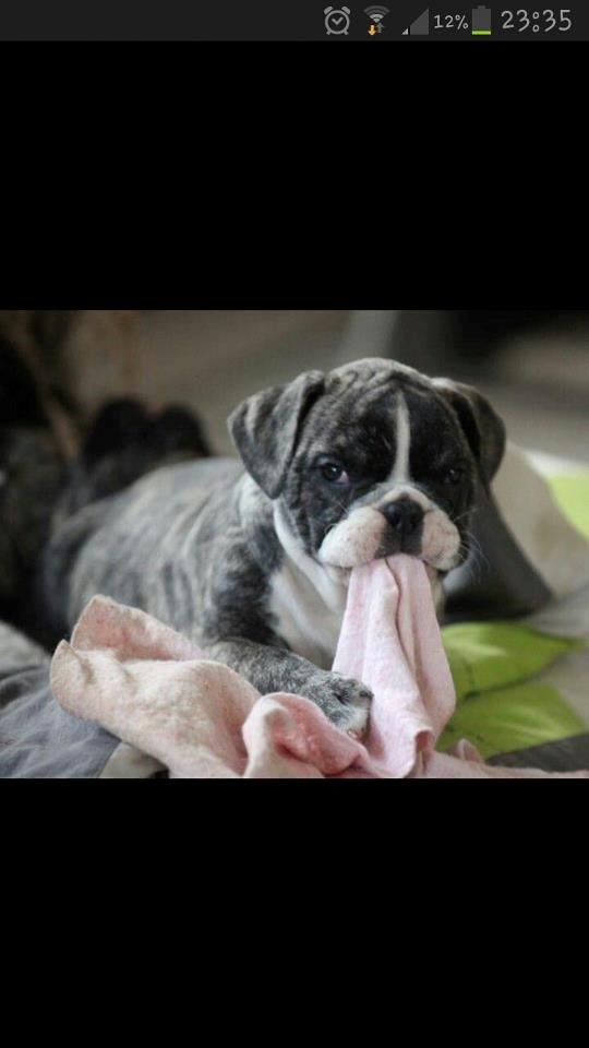 Olde english bulldogge Østergaards Albert billede 8