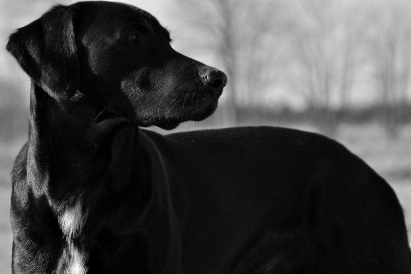 Labrador retriever Mikkel billede 9