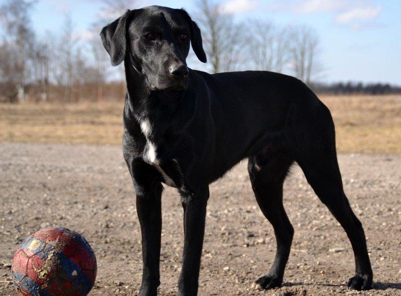 Labrador retriever Mikkel billede 1