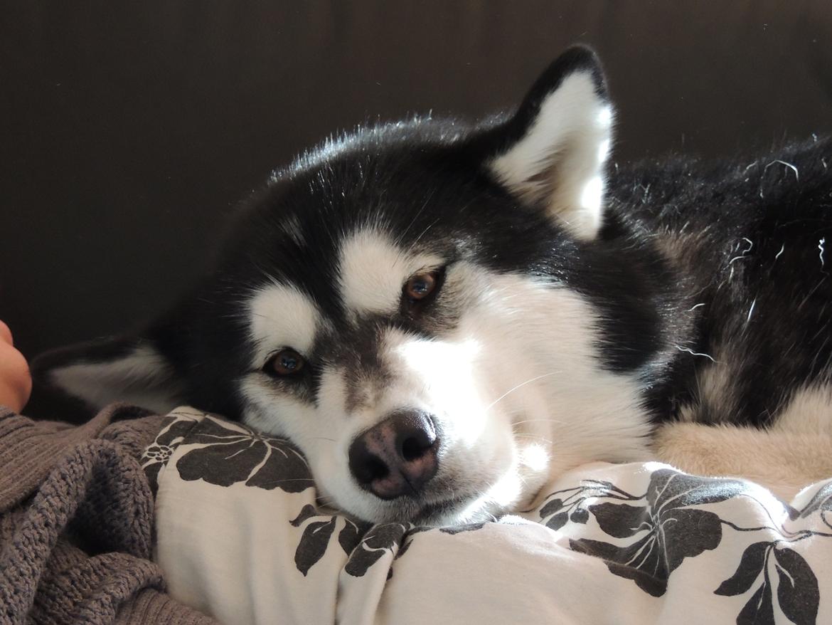 Alaskan malamute Angel - Man bliver aldrig for stor til at ligge på skødet og blive nusset  billede 1