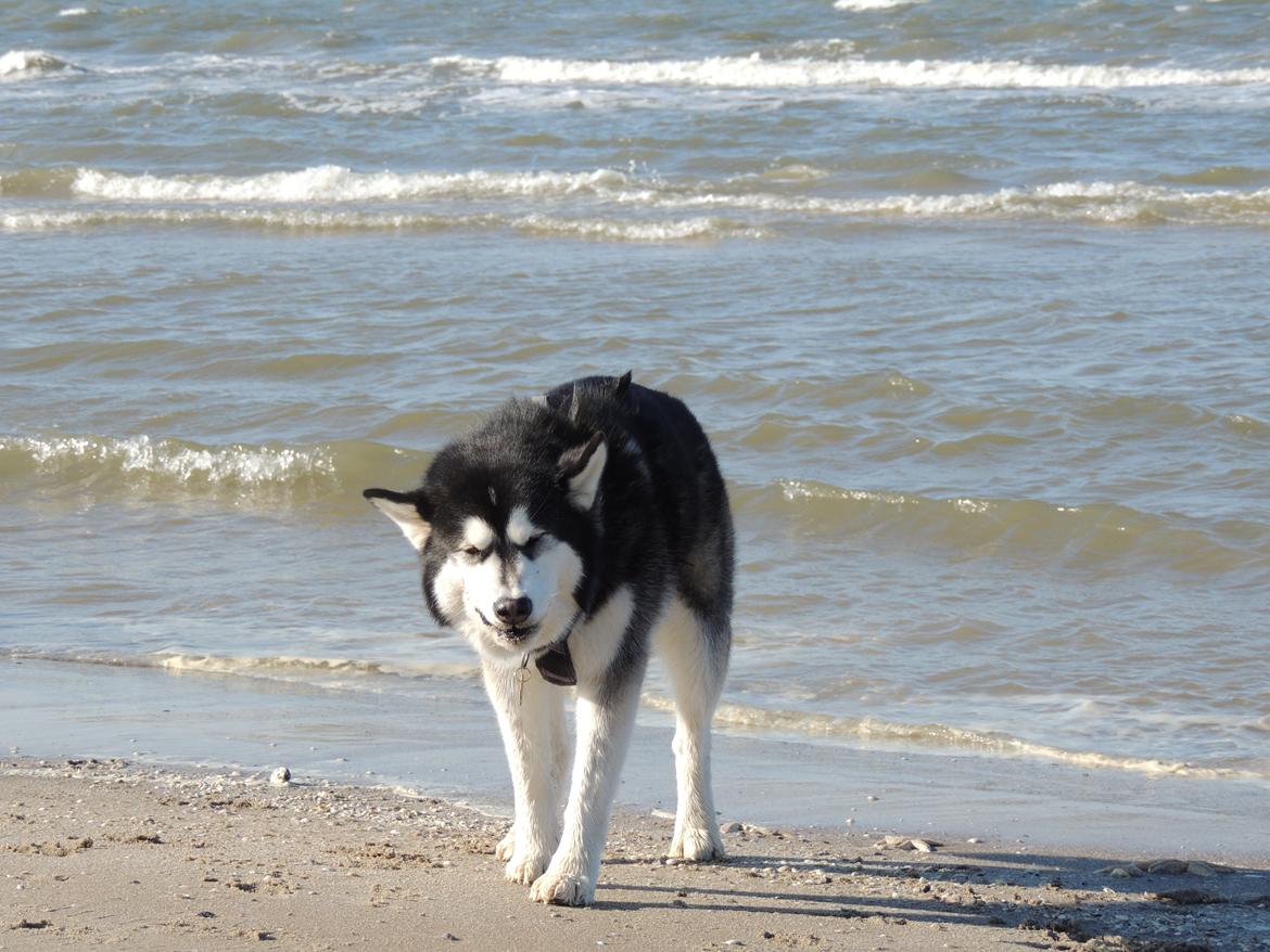 Alaskan malamute Angel - Angel der lige har spist en søstjerne :) billede 2