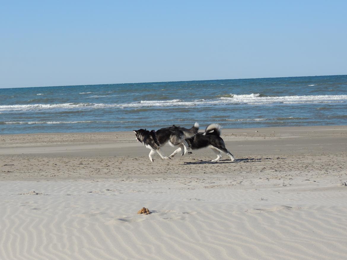 Alaskan malamute Angel - Hun kan også flyve  billede 3