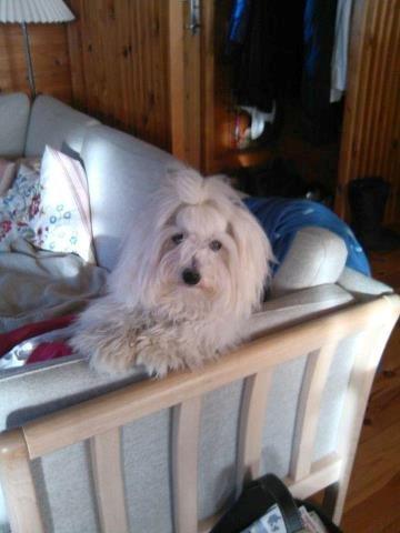 Coton de tulear Charlie - Charlie hygger i sommerhus :-D billede 25