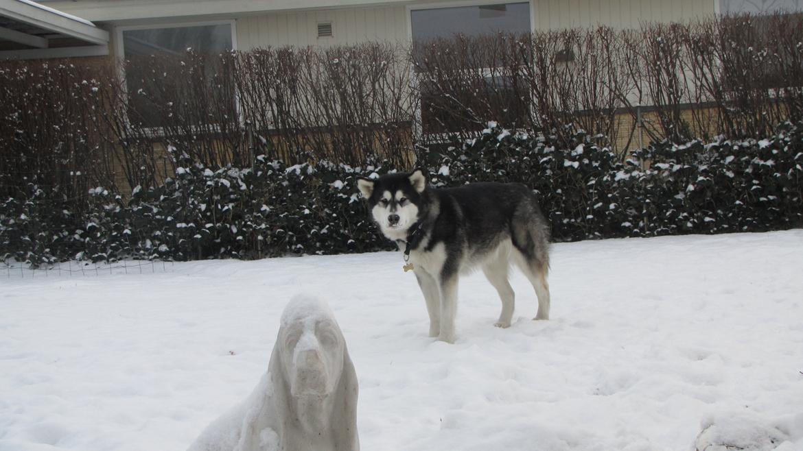 Alaskan malamute Angel billede 4