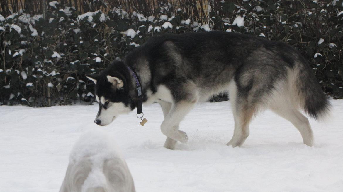 Alaskan malamute Angel billede 5