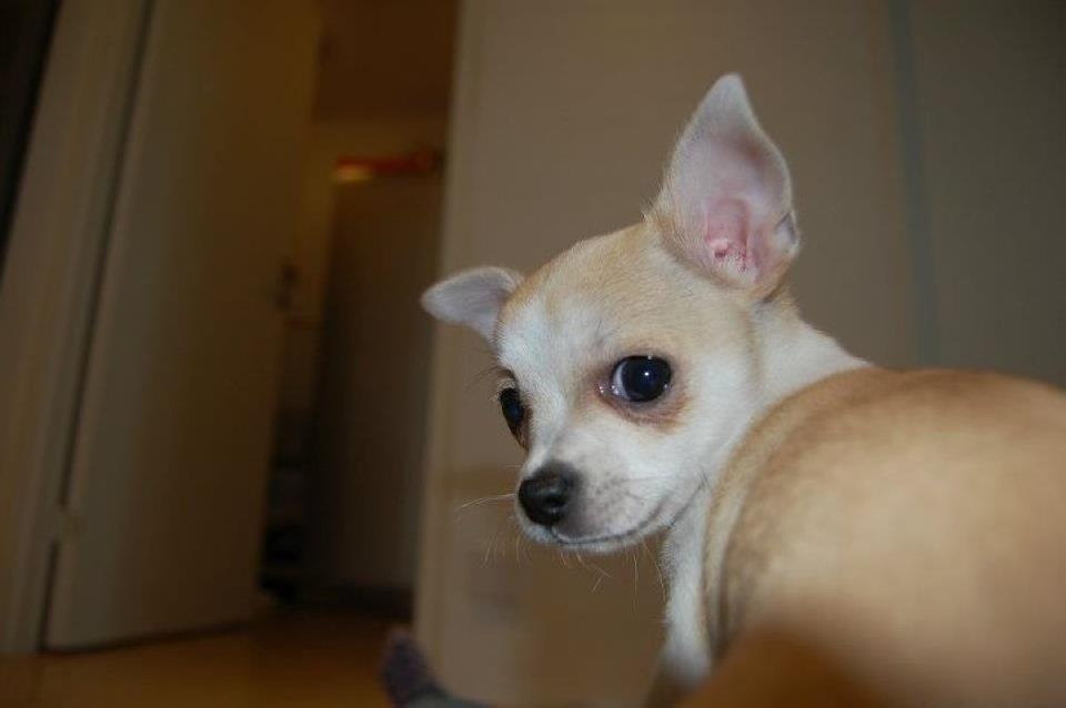 Chihuahua Balder billede 1