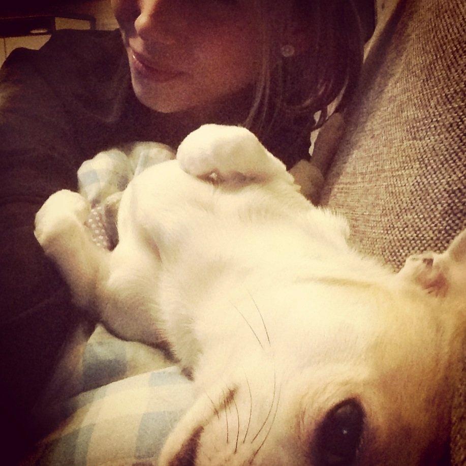 Chihuahua Balder billede 2