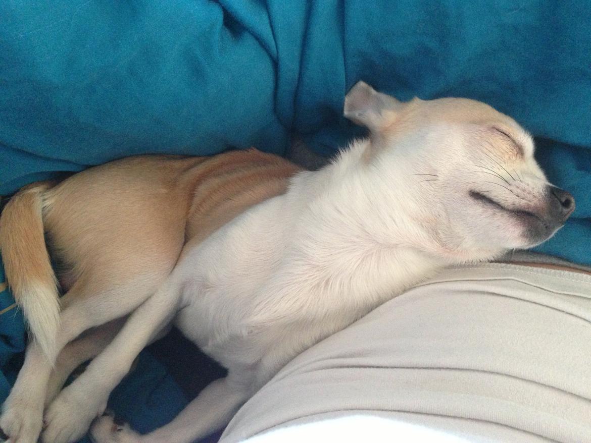 Chihuahua Balder billede 3