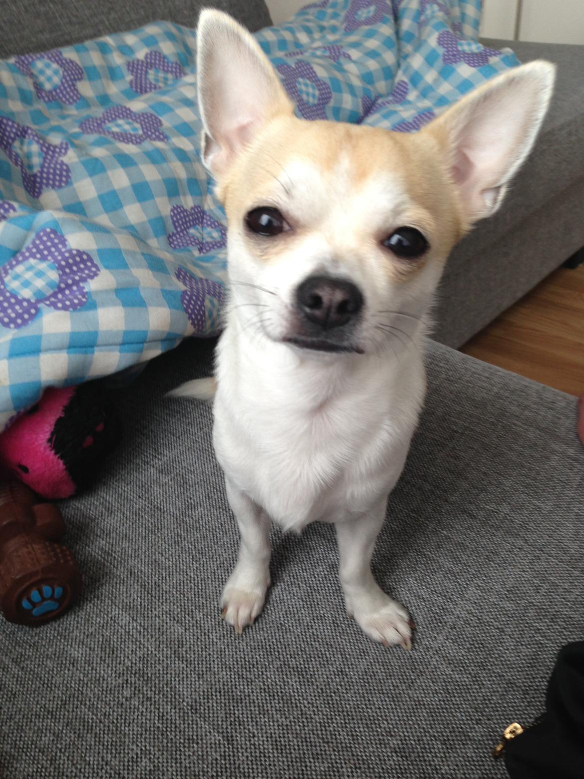 Chihuahua Balder billede 4