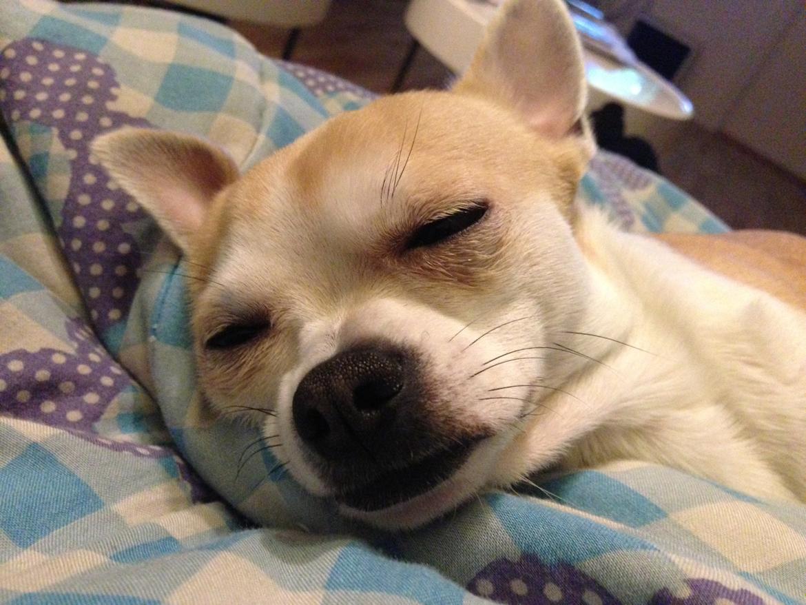 Chihuahua Balder billede 5