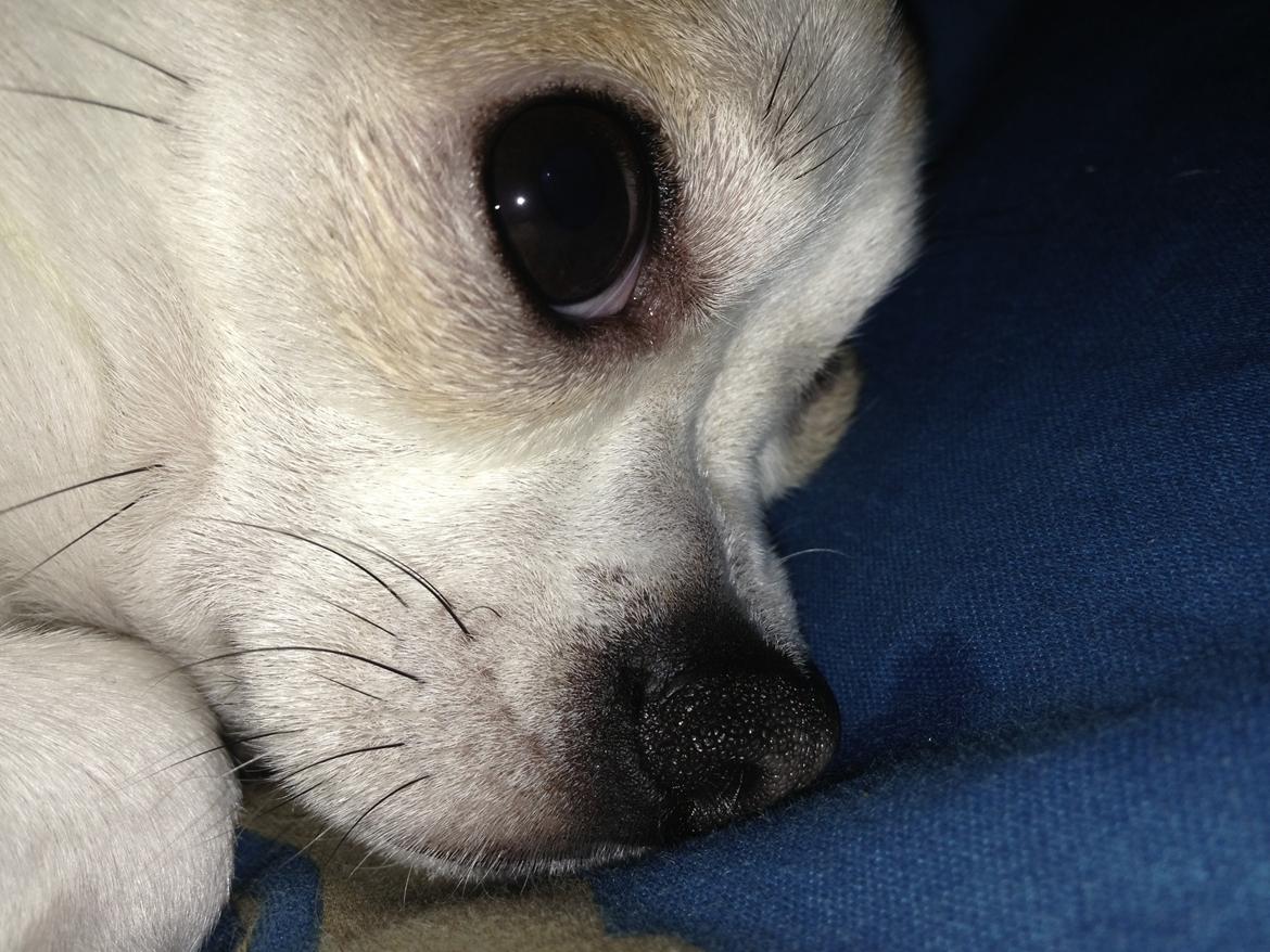 Chihuahua Balder billede 6