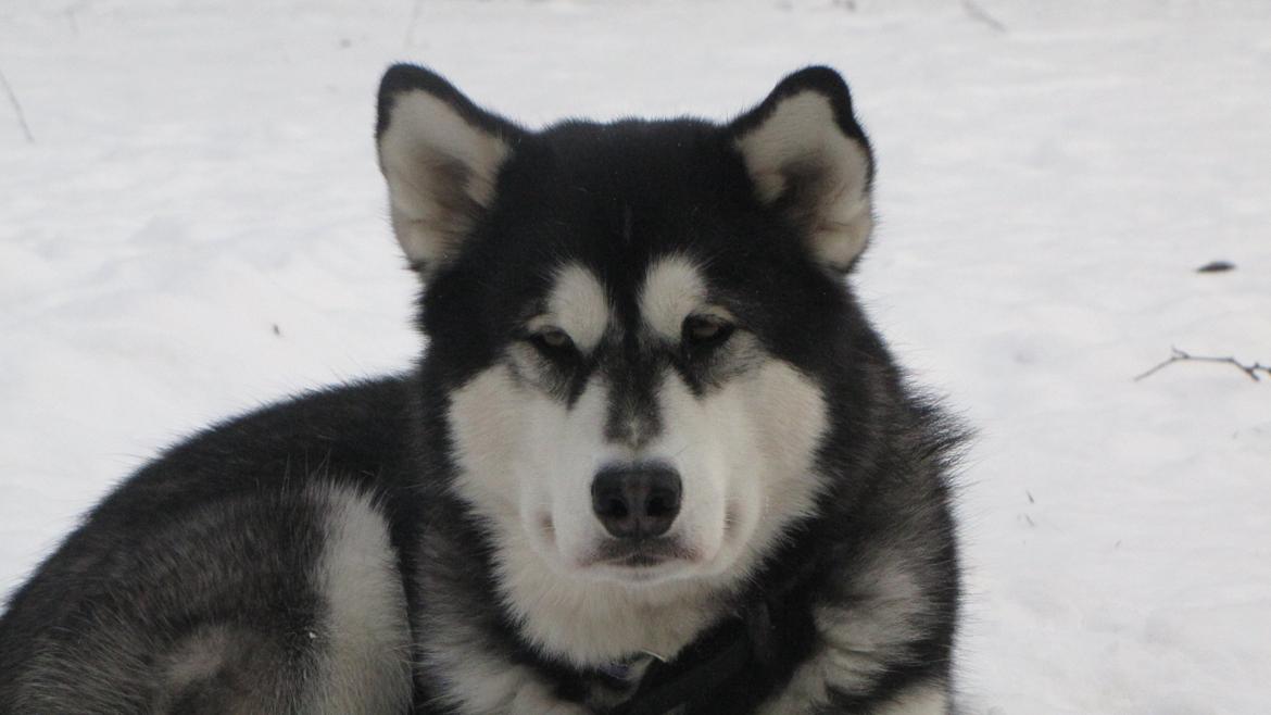 Alaskan malamute Angel billede 6