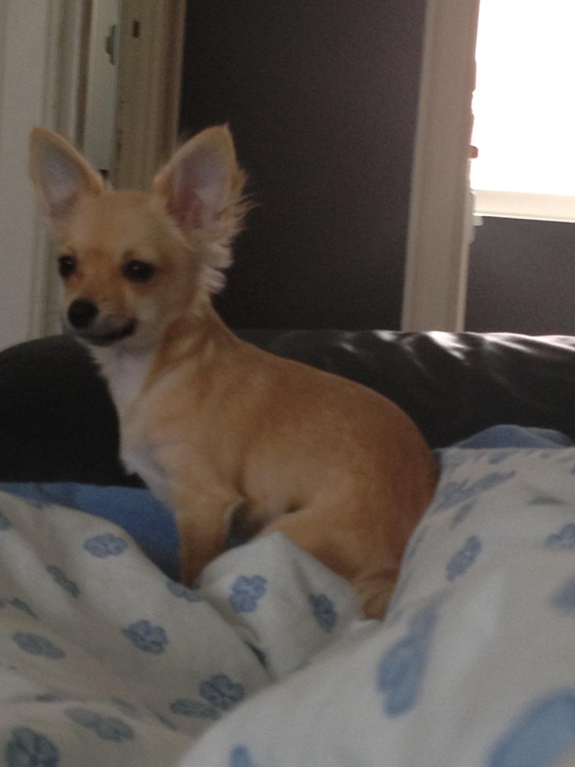 Chihuahua Jennifer billede 8