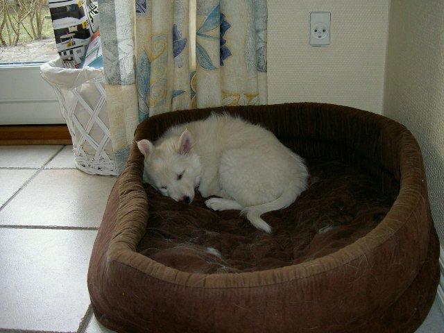 Dansk Spids Alma - Drømmeland. billede 3