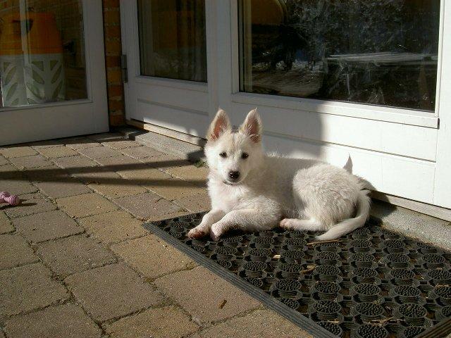 Dansk Spids Alma - Sådan en dejlig solstråle skal ikke gå til spilde, der må jeg hvile. billede 4