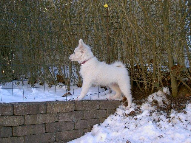 Dansk Spids Alma - Er de der nu igen, de der irreterende nabohunde. billede 5